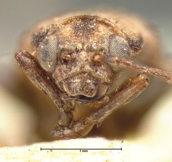 Media type: image;   Entomology 17935 Aspect: head frontal view